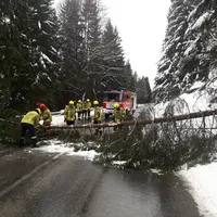 baum1.jpg